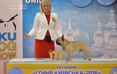 PHOTO DOG SHOW
