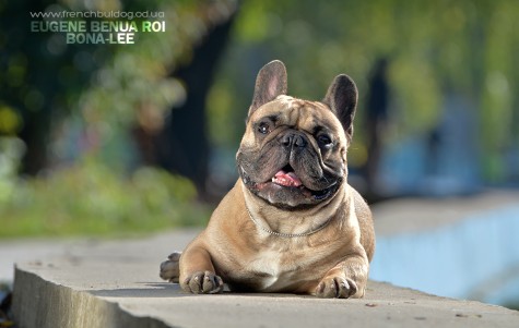 EUGENE BENUA ROI BONA-LEE (3 years)