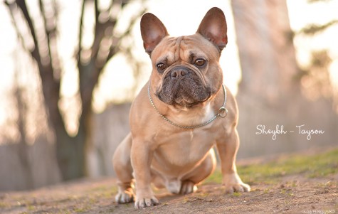 Sheykh-Tayson /4 years/