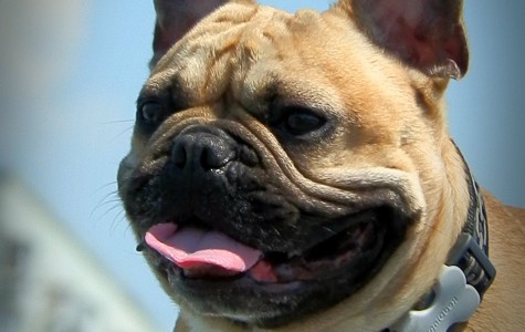 Sheykh-Tayson