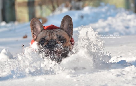 Bulldogs & snow